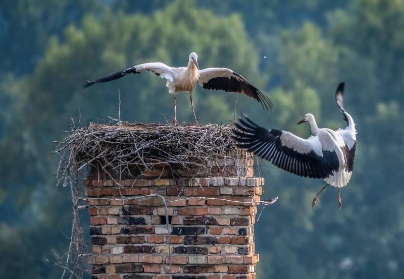Expert Chimney Animal Removal in Cardiff, CA Professional Chimney Animal Removal Services in Cardiff, California