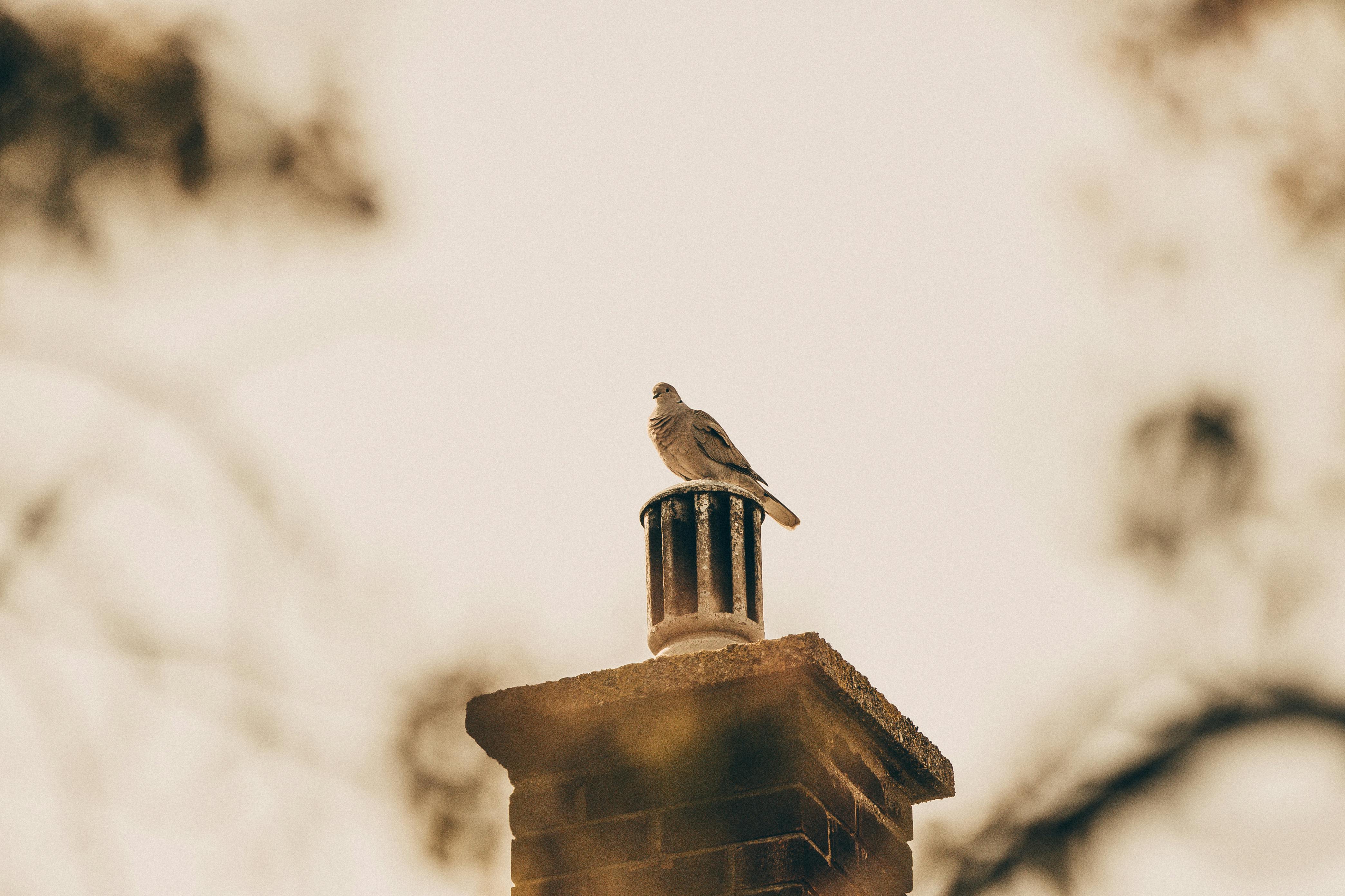 Professional Chimney Cap Installation Services in Cardiff, CA Expert Chimney Cap Installation in Cardiff, California